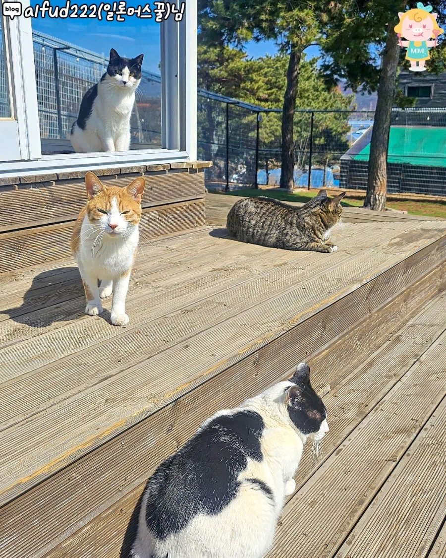 고양시에 있는 고양이 동산_3.webp