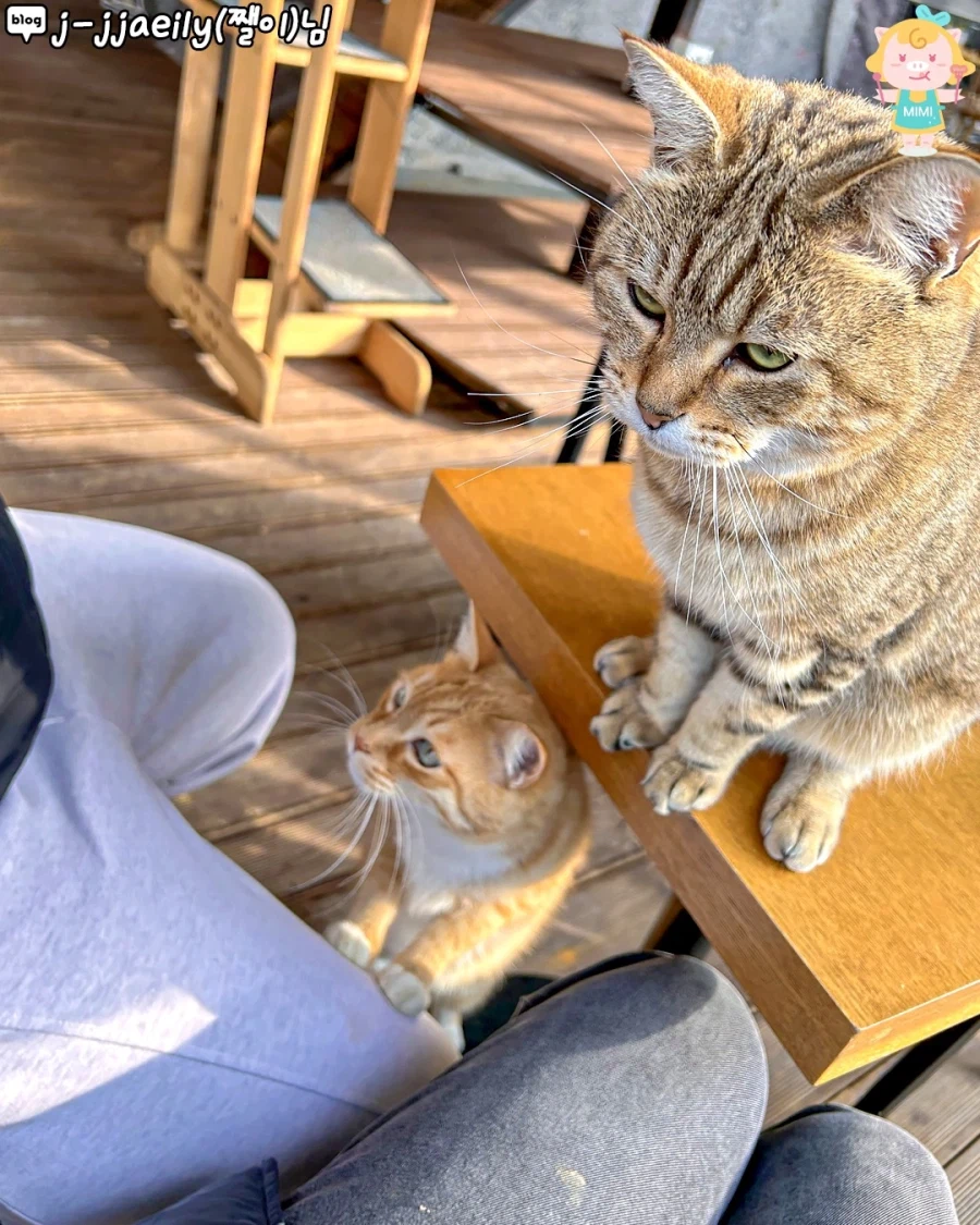 고양시에 있는 고양이 동산_4.webp