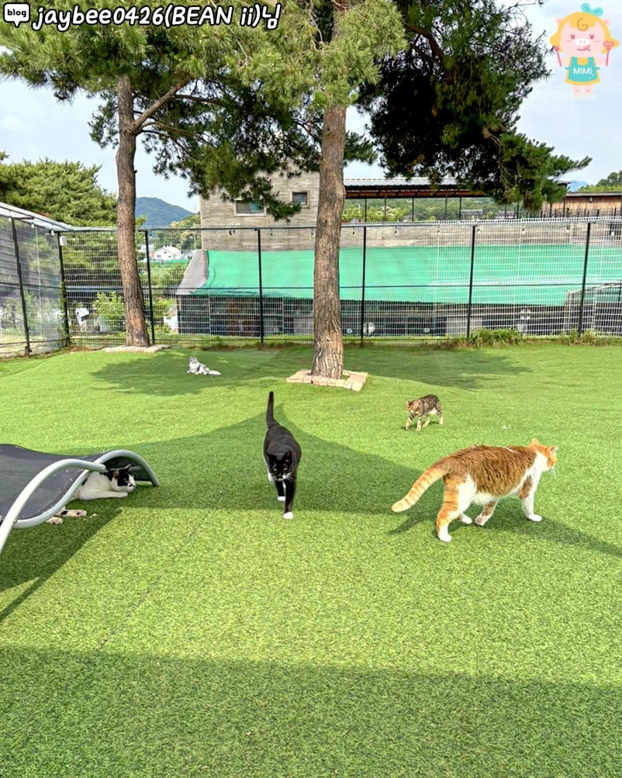 고양시에 있는 고양이 동산_5.webp