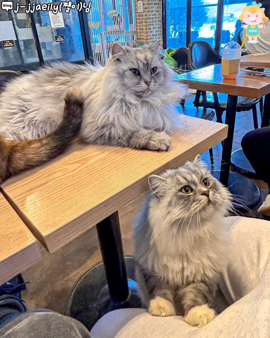 고양시에 있는 고양이 동산_7.webp