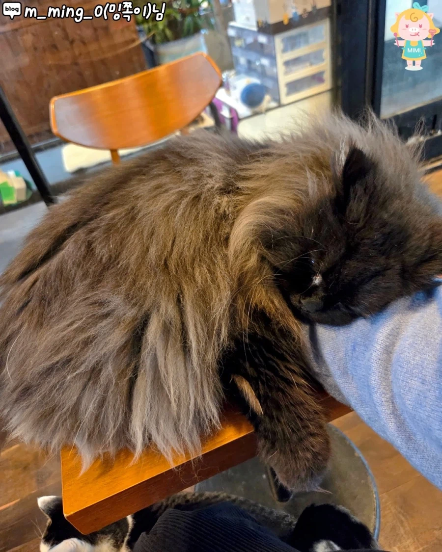 고양시에 있는 고양이 동산_8.webp