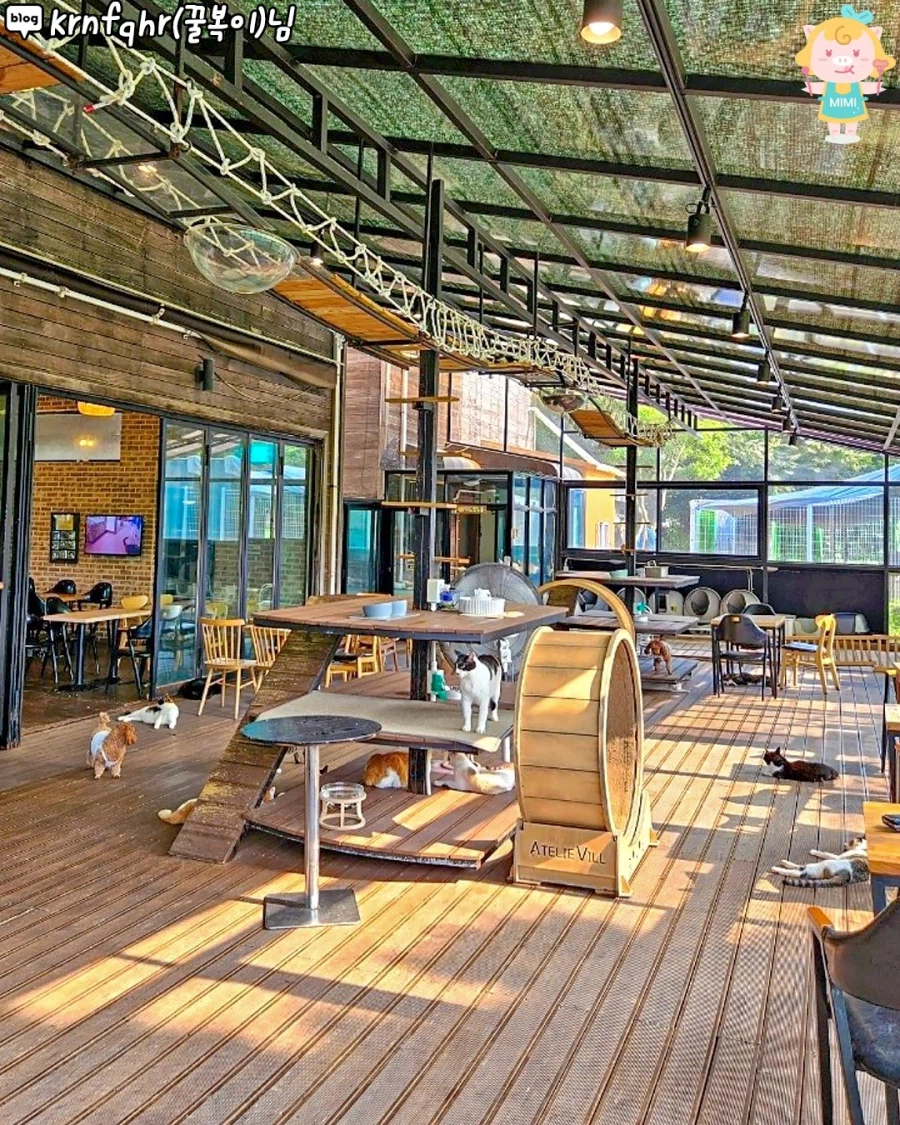 고양시에 있는 고양이 동산_9.webp