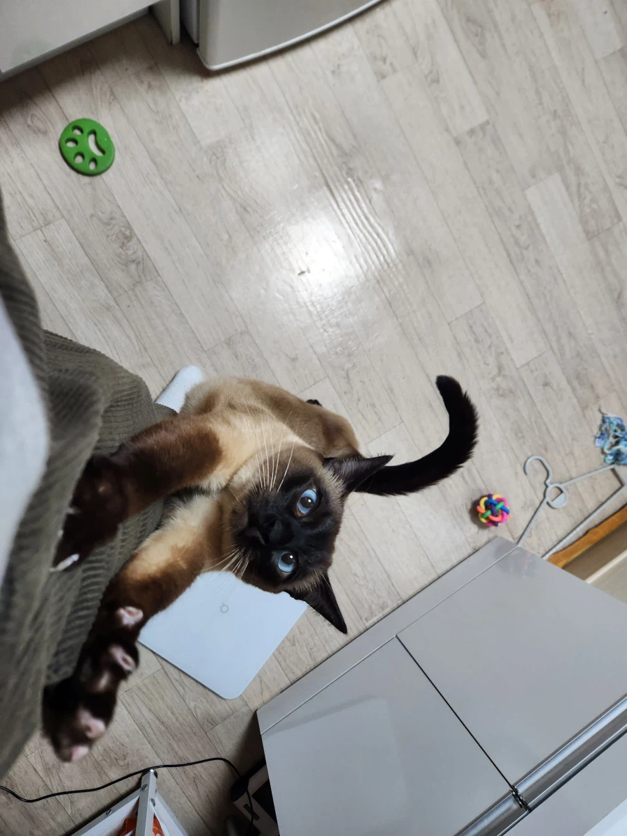 고양이에게 한우를 구워졌다!!!_4.webp