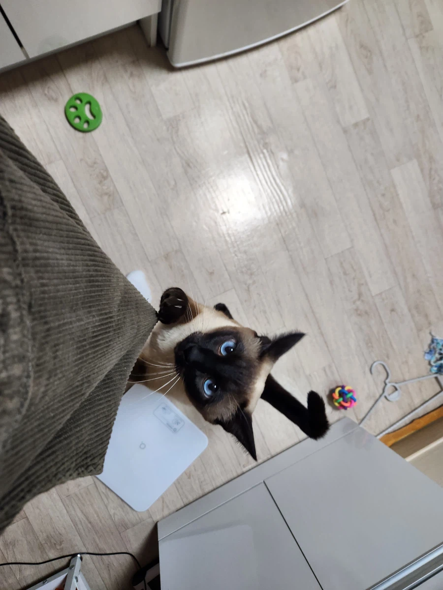 고양이에게 한우를 구워졌다!!!_5.webp