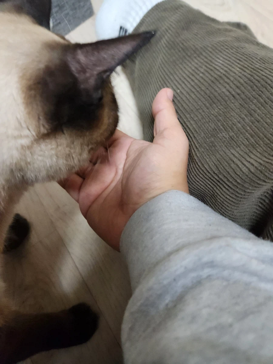 고양이에게 한우를 구워졌다!!!_7.webp