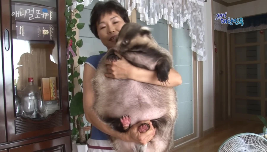 집에서 키운 오소리_2.webp