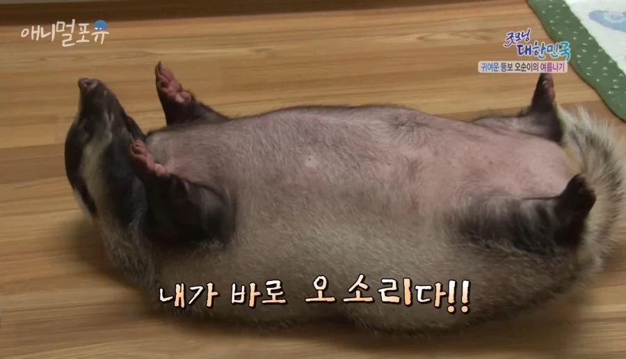 집에서 키운 오소리_3.webp