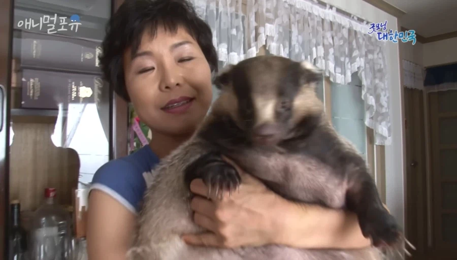 집에서 키운 오소리_1.webp