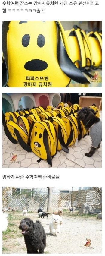 돈있는 주인들의 애견 라이프_1.webp