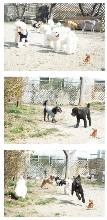 돈있는 주인들의 애견 라이프_2.webp