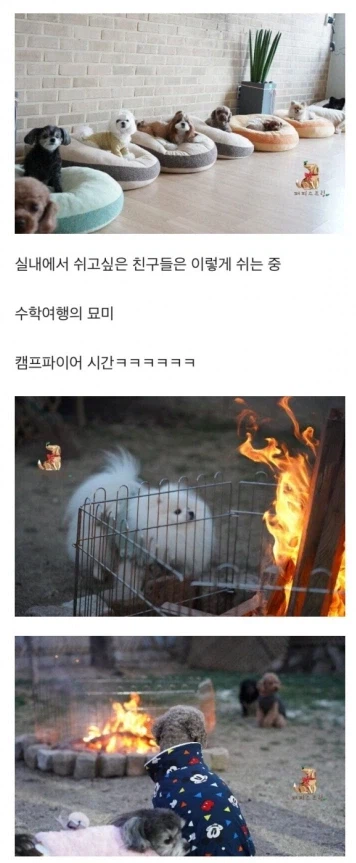 돈있는 주인들의 애견 라이프_3.webp