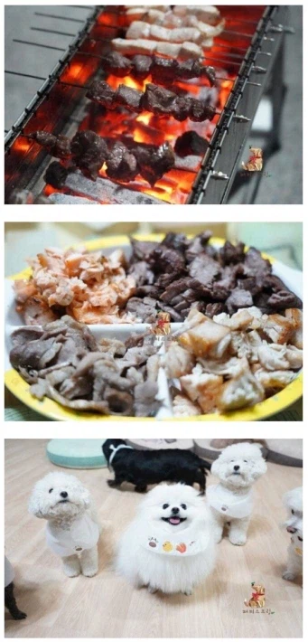 돈있는 주인들의 애견 라이프_6.webp