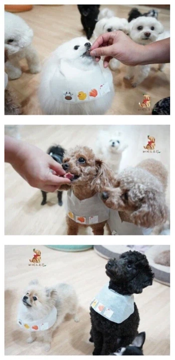 돈있는 주인들의 애견 라이프_7.webp