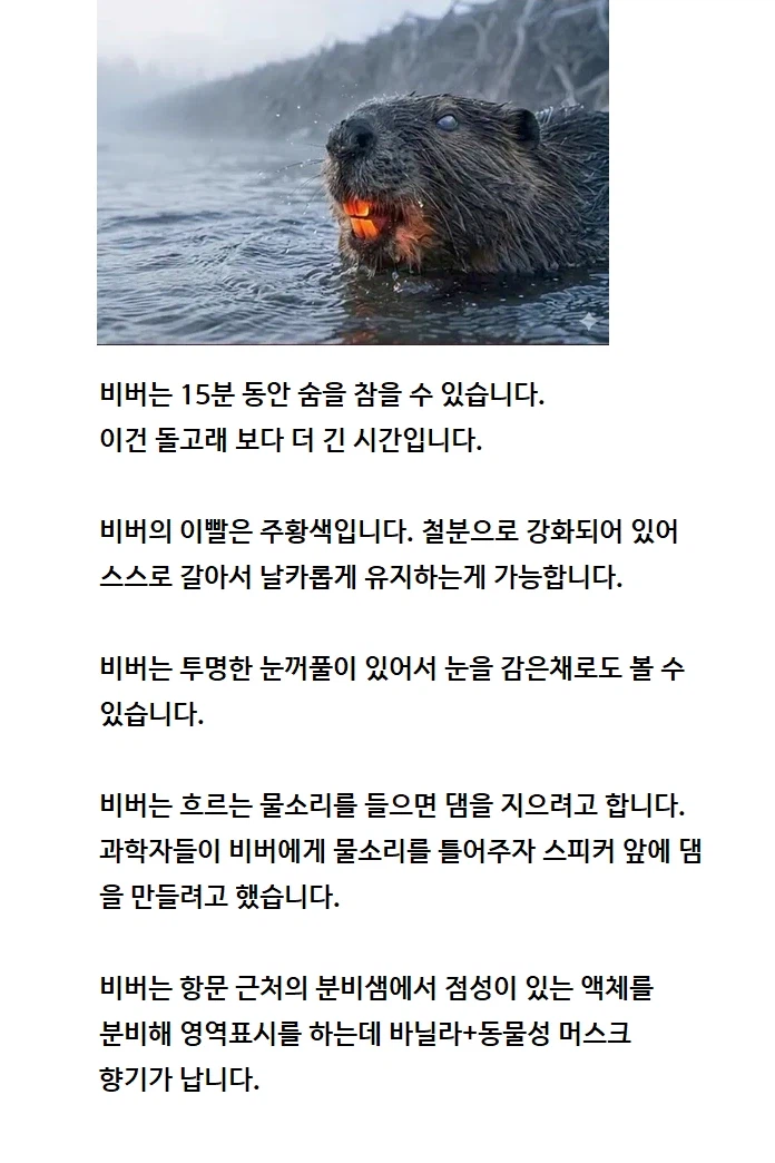 신기한 비버_1.webp