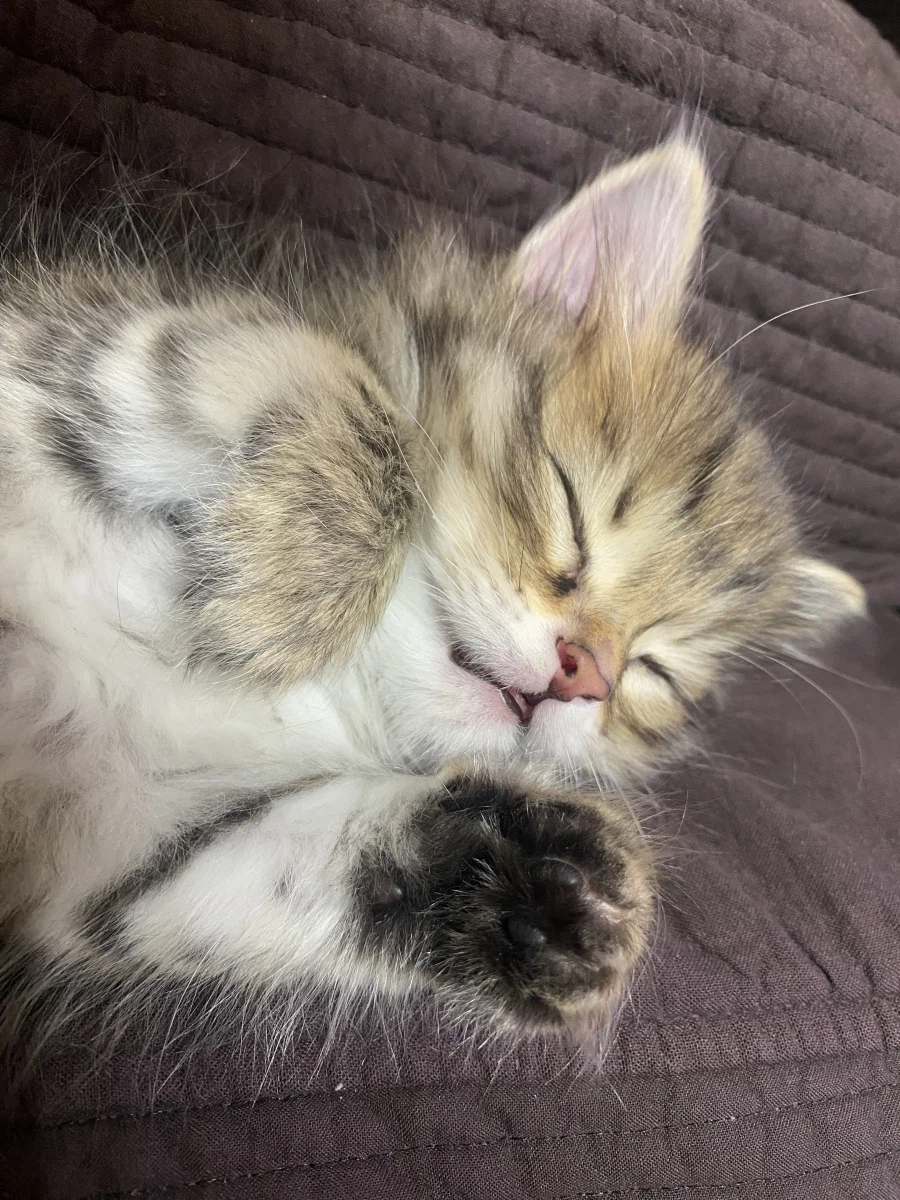 고양이 사진 많이 찍어야하는 이유.jpg_2.webp