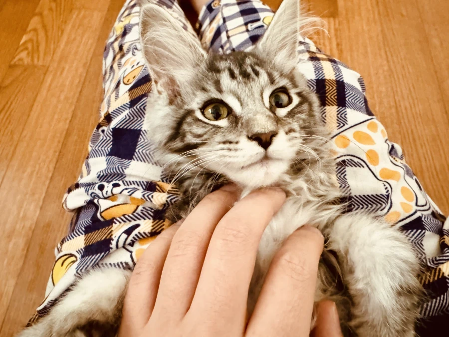 고양이 사진 많이 찍어야하는 이유.jpg_3.webp