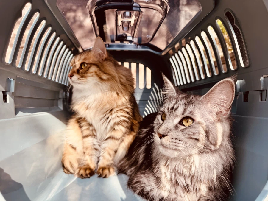 고양이 사진 많이 찍어야하는 이유.jpg_7.webp