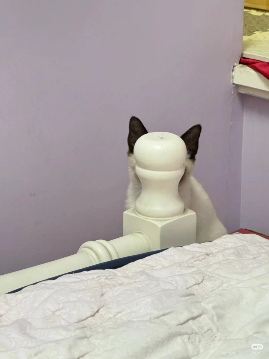 고양이: 자, 숨었다 _1.webp