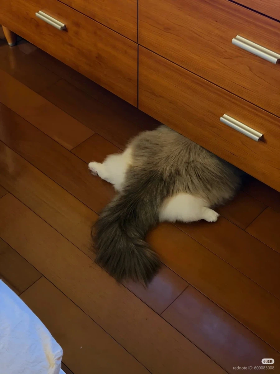 고양이: 자, 숨었다 _2.webp