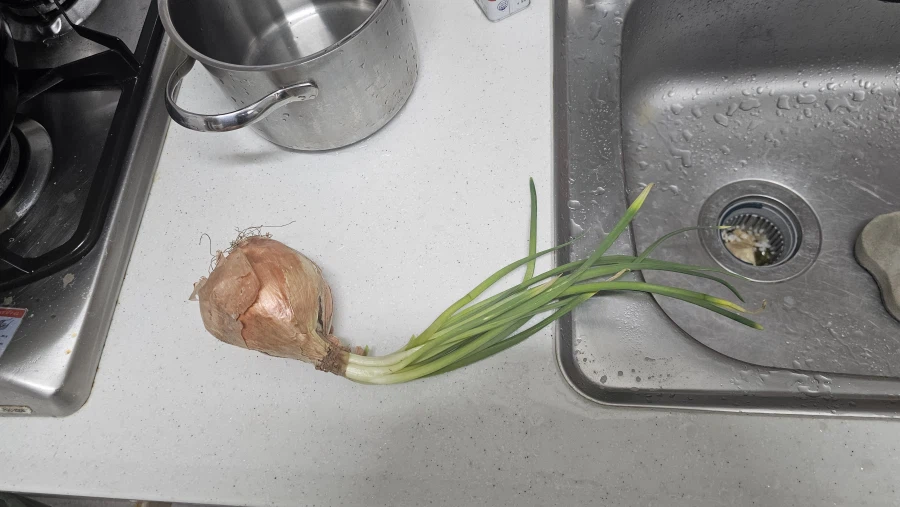 이건 먹으면 안되겠지?_1.webp