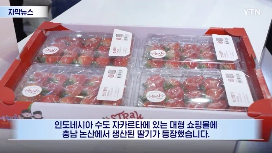 인니에서 팝업했던 한국 딸기의 최후_1.webp