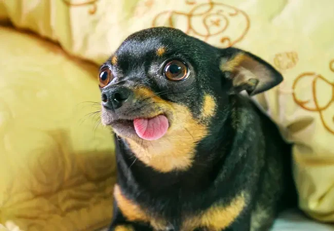 토드 하워드가 한국에서 ㅈ된 이유_1.webp