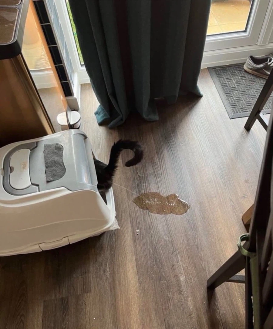 조준을 잘못한 고양이_1.webp