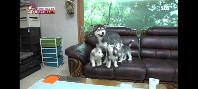 방송에는 차마 내보낼수 없었던 동물농장 에피소드 jpg._2.webp