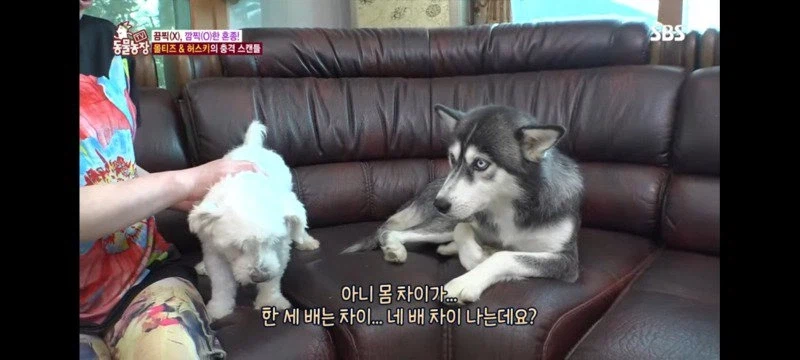 방송에는 차마 내보낼수 없었던 동물농장 에피소드 jpg._4.webp