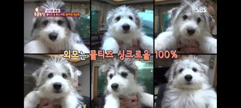 방송에는 차마 내보낼수 없었던 동물농장 에피소드 jpg._10.webp