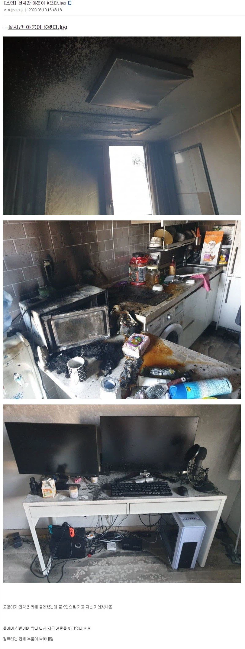 6년전 집에 불 낸 고양이 jpg._1.webp