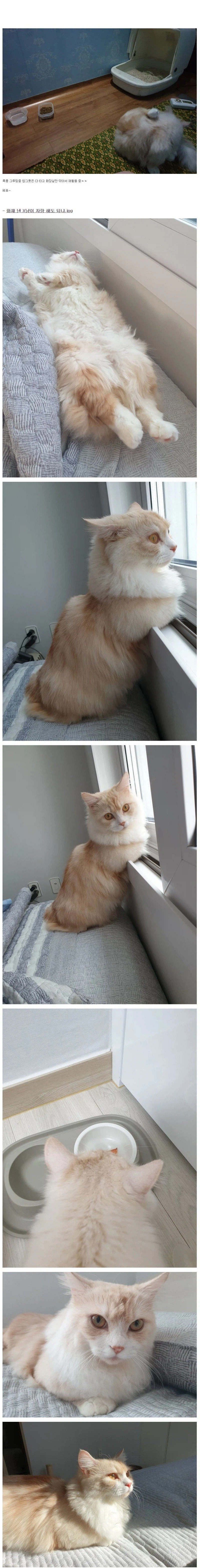 6년전 집에 불 낸 고양이 jpg._3.webp