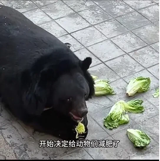 민영화 후 행복한 돼지들_4.webp