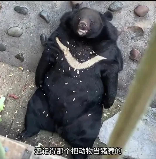 민영화 후 행복한 돼지들_5.webp