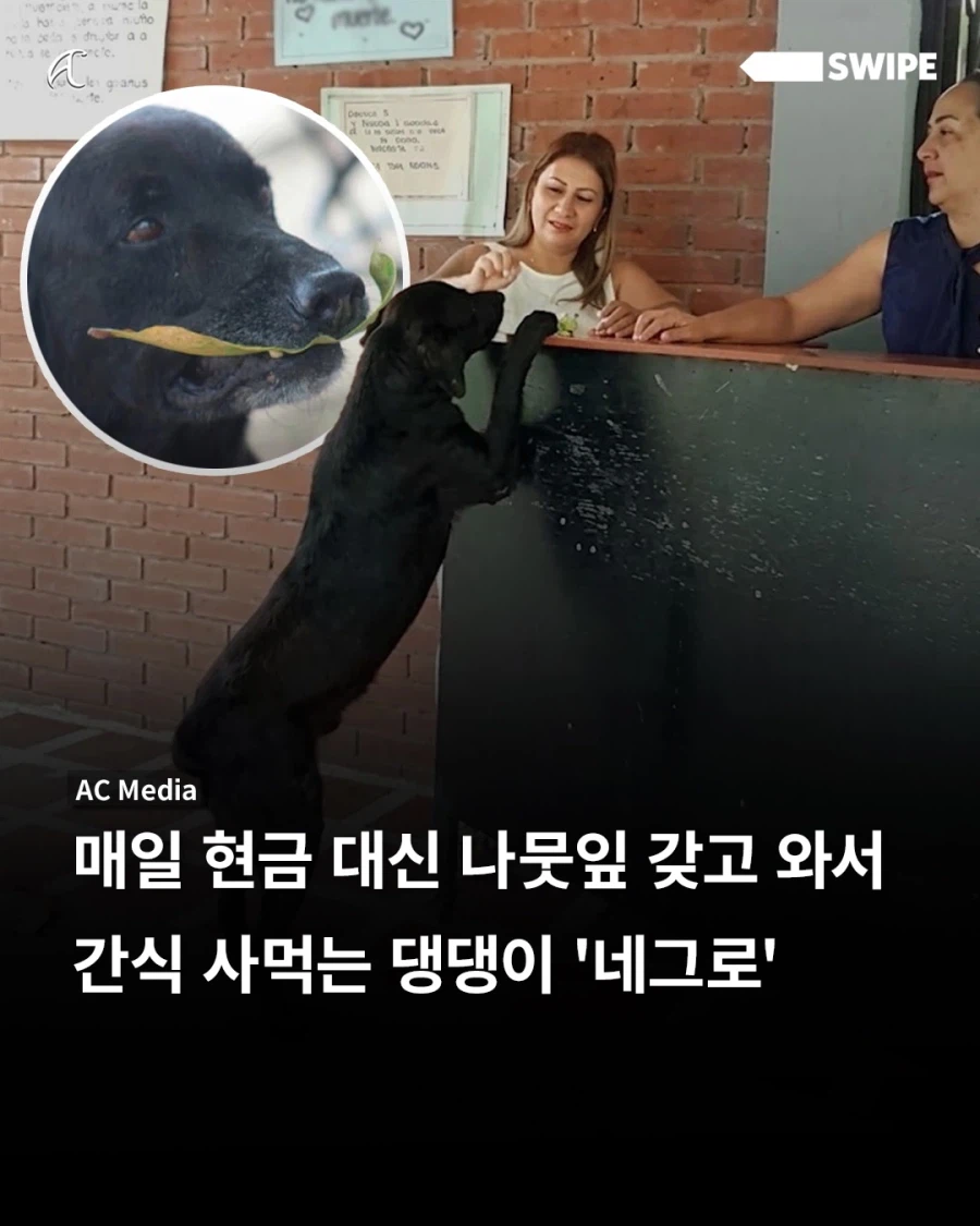 나뭇잎 물고와서 간식 사먹는 댕댕이..._1.webp