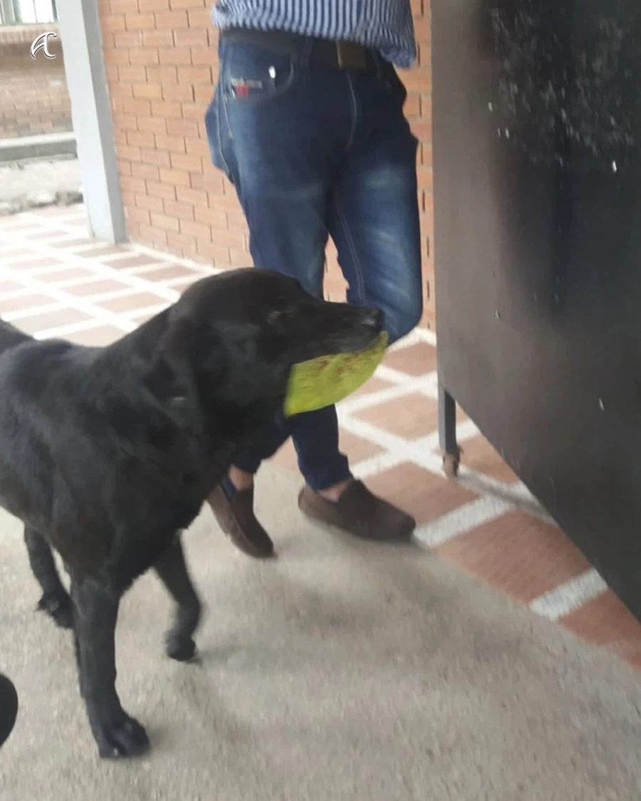 나뭇잎 물고와서 간식 사먹는 댕댕이..._2.webp