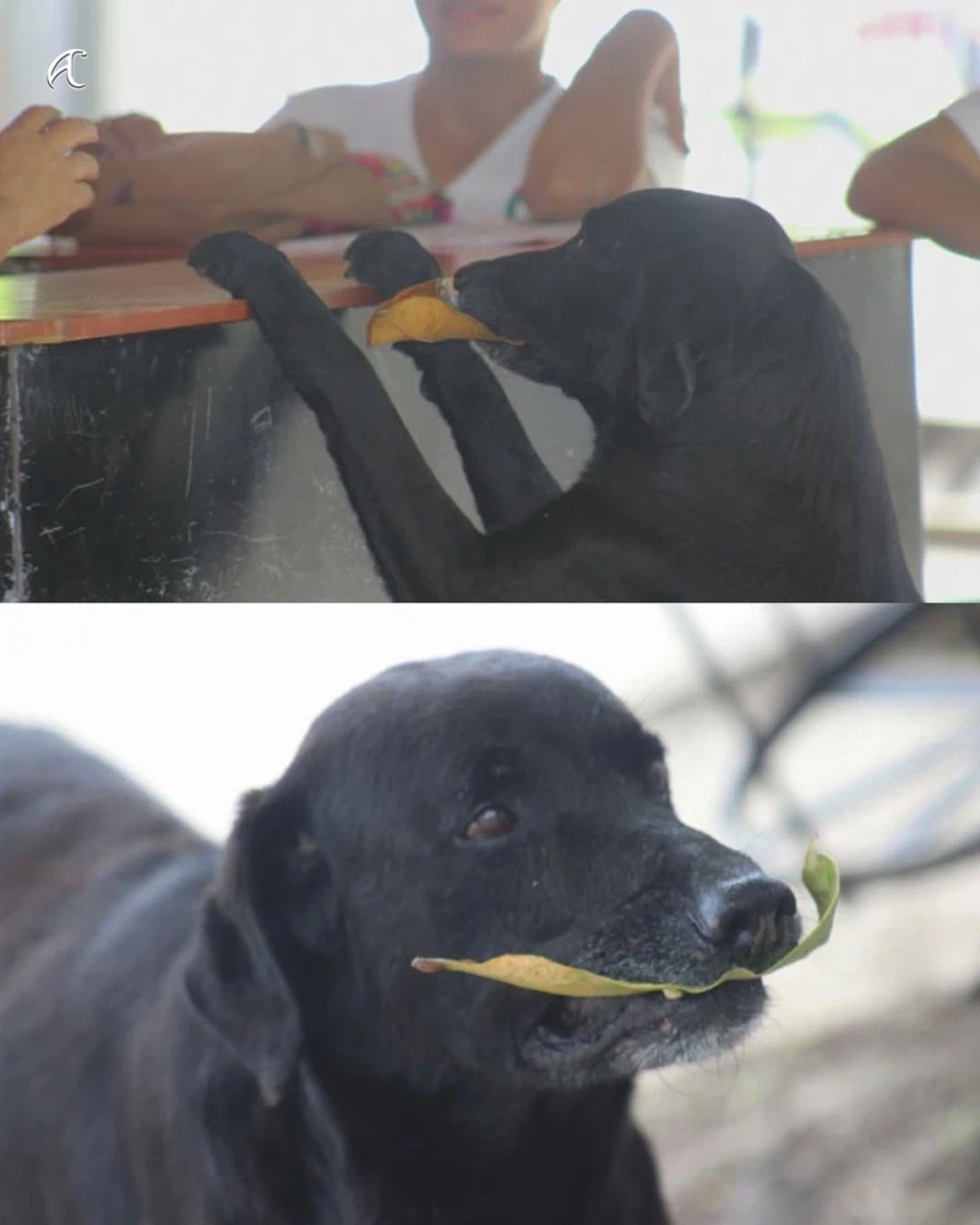 나뭇잎 물고와서 간식 사먹는 댕댕이..._3.webp