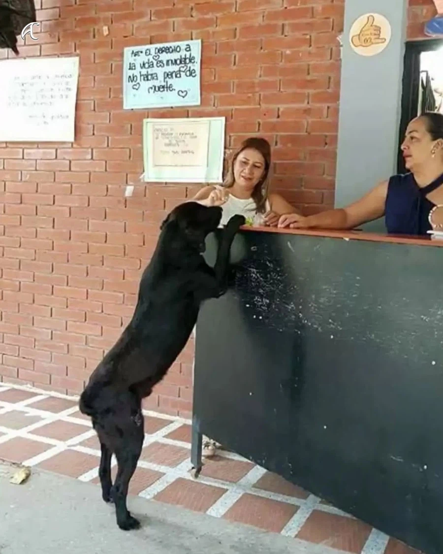 나뭇잎 물고와서 간식 사먹는 댕댕이..._5.webp