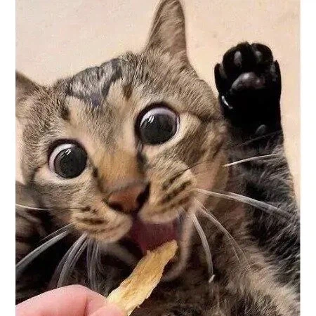 간식 줄 맛 나는 고양이_4.webp