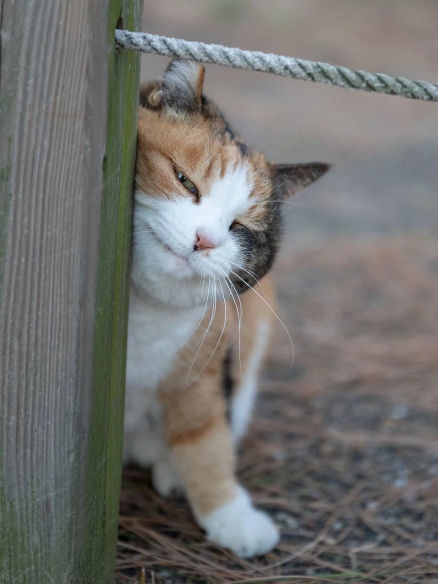 나무 기둥에 얼굴 문지르는 뚠냥이..._2.webp