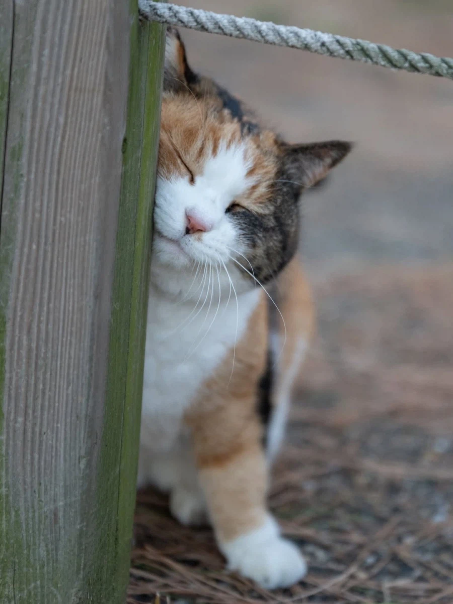 나무 기둥에 얼굴 문지르는 뚠냥이..._3.webp