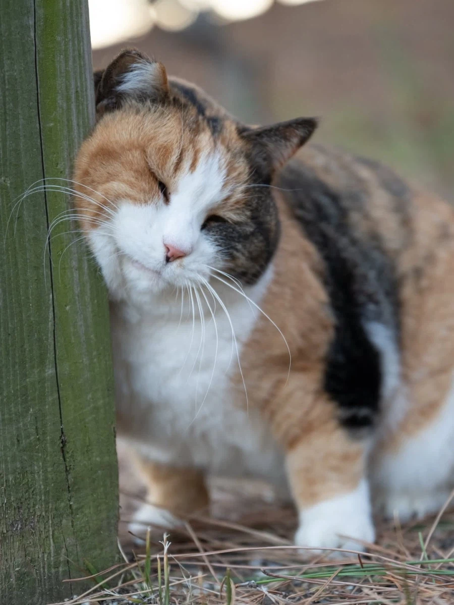 나무 기둥에 얼굴 문지르는 뚠냥이..._4.webp
