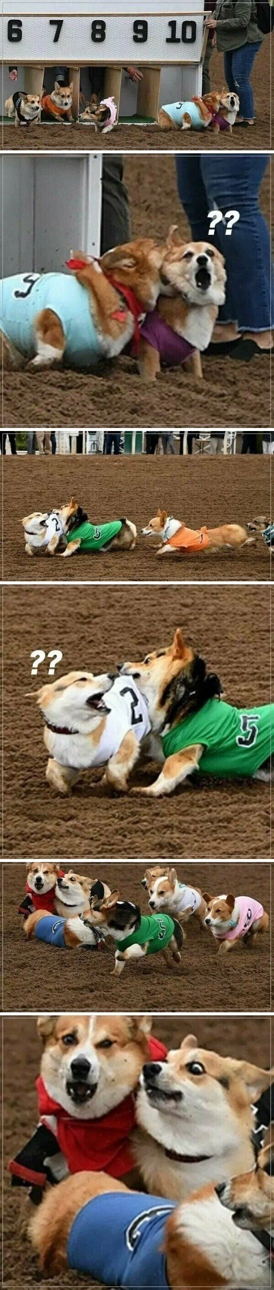 치열한 웰시코기 경주_1.webp