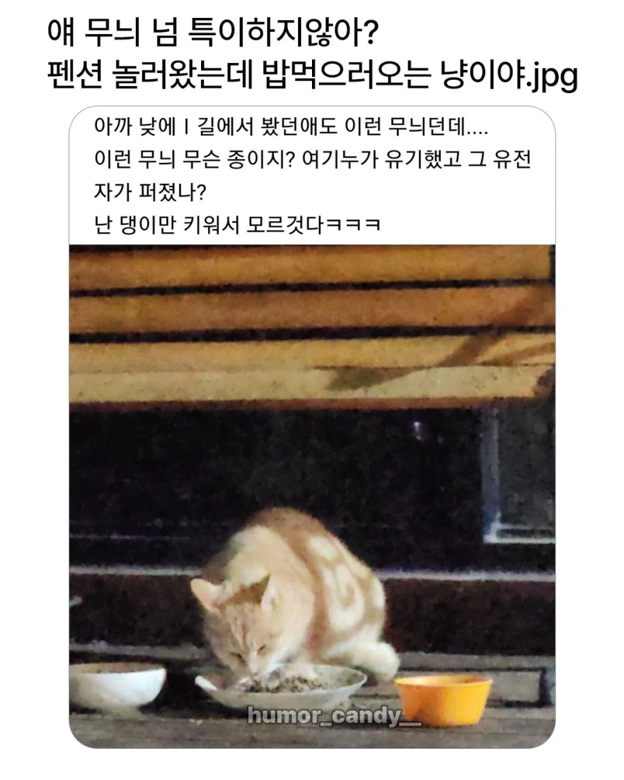 무늬가 특이한 펜션 고양이.jpg_1.webp