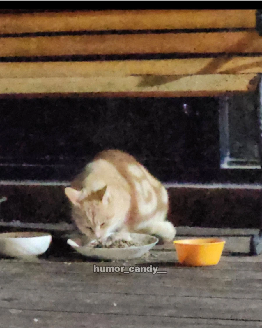 무늬가 특이한 펜션 고양이.jpg_2.webp