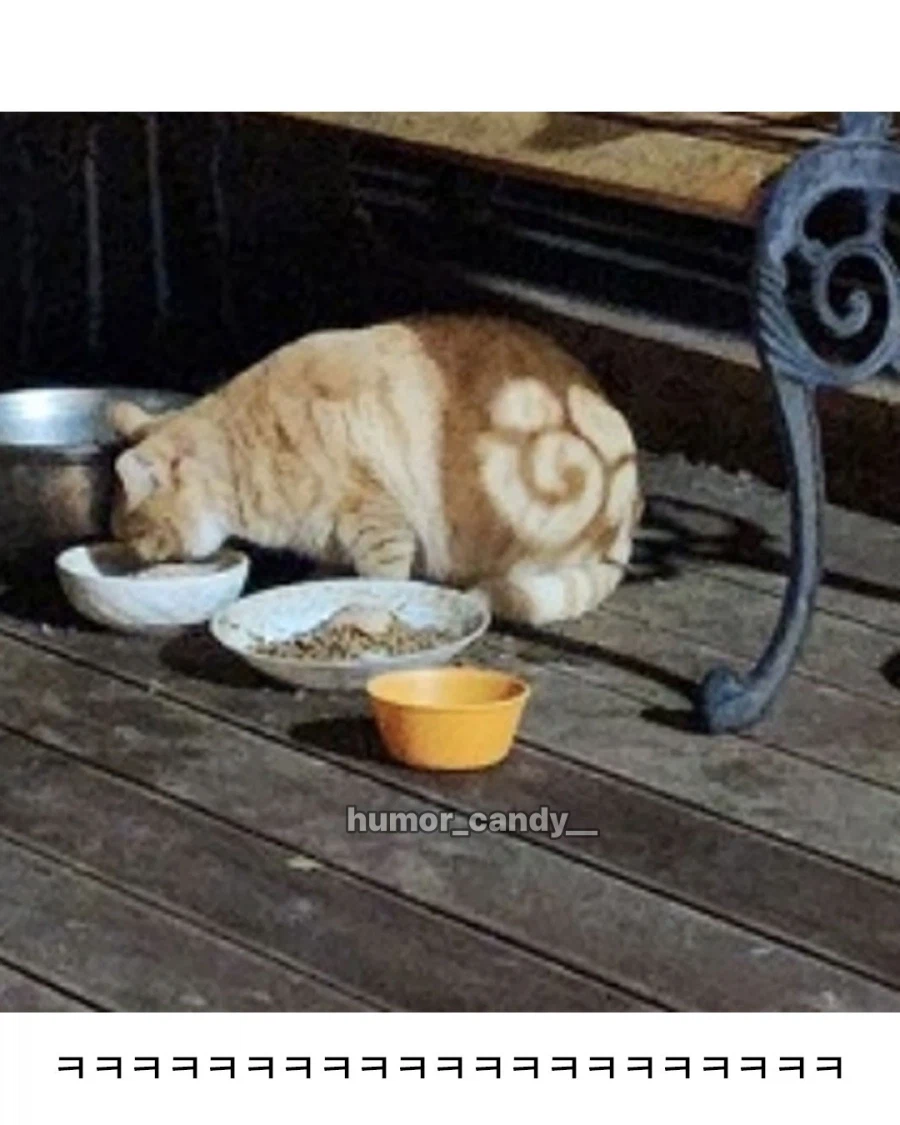 무늬가 특이한 펜션 고양이.jpg_4.webp