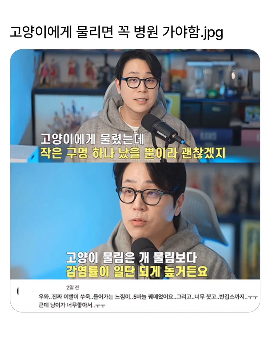 고양이에게 물리면 꼭 병원 가야 함.jpg_1.webp