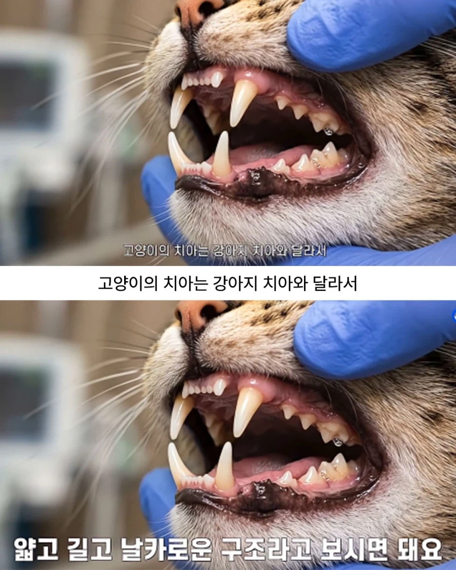 고양이에게 물리면 꼭 병원 가야 함.jpg_2.webp