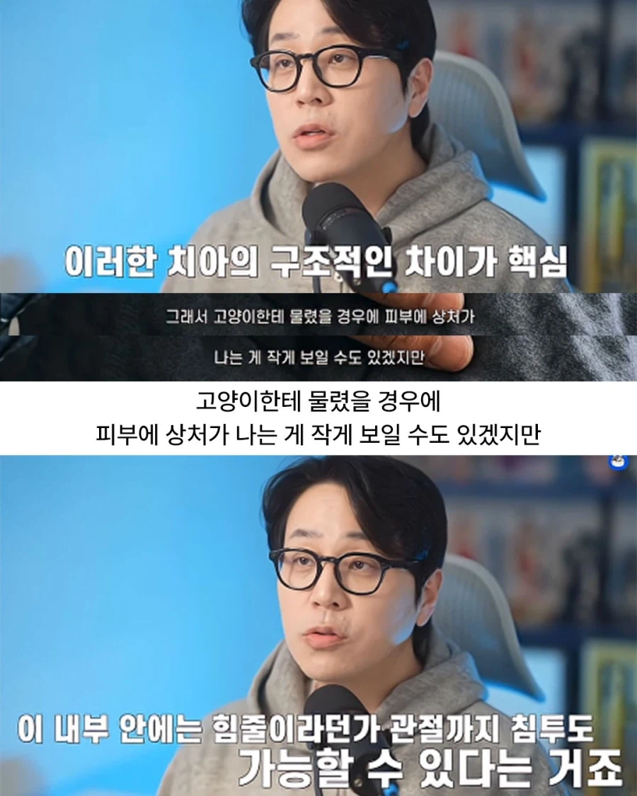 고양이에게 물리면 꼭 병원 가야 함.jpg_4.webp