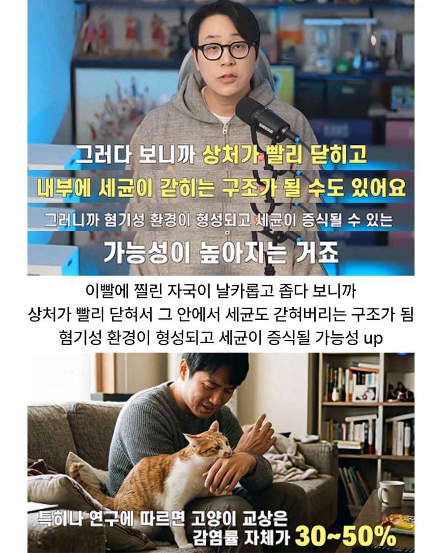 고양이에게 물리면 꼭 병원 가야 함.jpg_5.webp